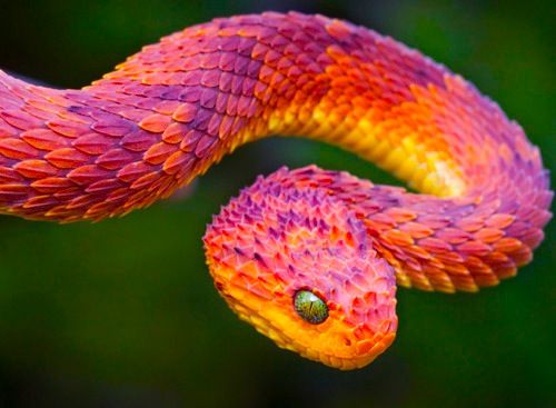 Snake Image
