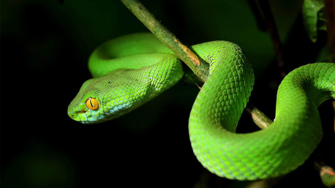 Snake Image